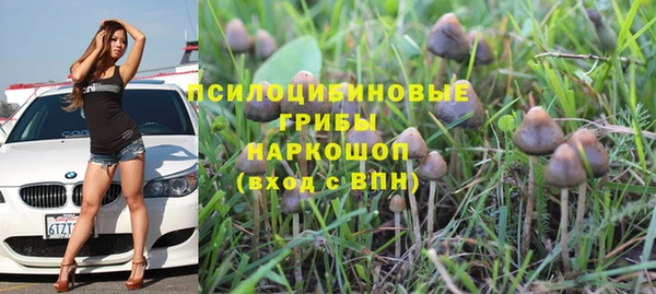 прущие грибы Алзамай